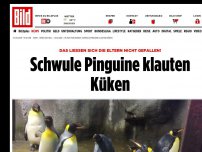 Bild zum Artikel: In Dänischem Zoo - Schwule Pinguine klauten Küken