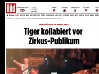 Bild zum Artikel: Tierquälerei in Russland? - Tiger kollabiert vor Zirkus-Publikum