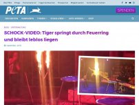 Bild zum Artikel: SCHOCK-VIDEO: Tiger springt durch Feuerring und bleibt leblos liegen