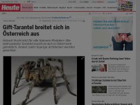 Bild zum Artikel: 'Arac Attack': Gift-Tarantel breitet sich in Österreich aus