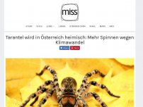 Bild zum Artikel: Tarantel wird in Österreich heimisch: Mehr Spinnen wegen Klimawandel