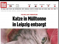 Bild zum Artikel: Polizei jagt tierquäler - Katze in Mülltonne in Leipzig entsorgt