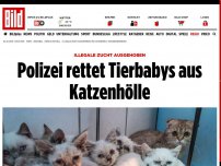 Bild zum Artikel: Illegale Zucht ausgehoben - Polizei rettet Tierbabys aus Katzenhölle