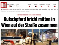 Bild zum Artikel: In den Zügeln verheddert - Kutschpferd bricht in Wien auf der Straße zusammen