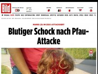 Bild zum Artikel: Maris (3) im Zoo attackiert - Pfau macht Au