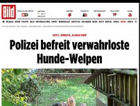 Bild zum Artikel: Verwahrloste Tiere befreit - Ihr armen Hunde!