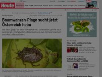 Bild zum Artikel: Bei Ihnen auch?: Baumwanzen-Plage sucht jetzt Österreich heim