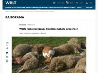 Bild zum Artikel: Wölfe reißen Dutzende trächtige Schafe in Sachsen