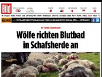 Bild zum Artikel: 40 Tiere gerissen, 80 vermisst - Wölfe richten Blutbad in Schafsherde an