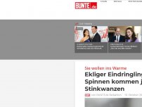 Bild zum Artikel: Sie wollen ins Warme: Ekliger Eindringling - Nach den Spinnen kommen jetzt die Stinkwanzen