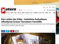 Bild zum Artikel: Schlachthof in Niedersachsen: Das Leiden der Kühe - heimliche Aufnahmen offenbaren krasse Tierschutz-Verstöße