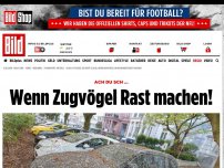 Bild zum Artikel: Wenn die Zugvögel kommen - Kack-Attacke in Wiesbaden
