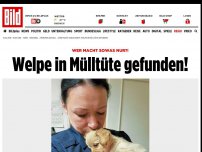 Bild zum Artikel: Wer macht sowas nur?! - Welpe in Mülltüte gefunden!