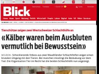 Bild zum Artikel: Tierschützer zeigen zwei Westschweizer Schlachthöfe an: «Kälber waren beim Ausbluten vermutlich bei Bewusstsein»