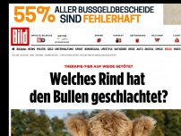 Bild zum Artikel: Tier auf Weide getötet - Welches Rind hat den Bullen geschlachtet?