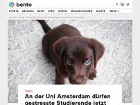Bild zum Artikel: An der Uni Amsterdam dürfen gestresste Studierende jetzt Hundebabys streicheln