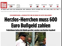 Bild zum Artikel: Hündin bei 28 Grad im Auto! - Herzlos-Herrchen muss 600 Euro Bußgeld zahlen