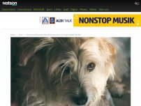 Bild zum Artikel: Tierarzt bittet: Bleib' bei deinem Hund, wenn er stirbt. Auch wenn es hart ist.