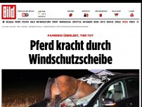 Bild zum Artikel: Fahrerin überlebt Unfall unverletzt - Pferd kracht durch Windschutzscheibe