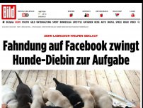 Bild zum Artikel: Zehn Labrador-Welpen geklaut - Facebook-Fahndung zwingt Hunde-Diebin zur Aufgabe