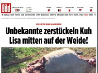 Bild zum Artikel: WAS FÜR EINE BARBAREI - Unbekannte zerstückeln Kuh mitten auf der Weide!