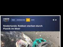 Bild zum Artikel: Niederlande: Robben sterben durch Plastik im Meer
