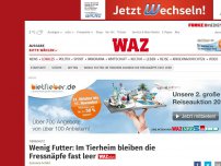 Bild zum Artikel: Tierschutz: Wenig Futter: Im Tierheim bleiben die Fressnäpfe fast leer