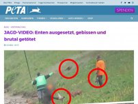 Bild zum Artikel: JAGD-VIDEO: Enten ausgesetzt, gebissen und brutal getötet