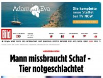 Bild zum Artikel: Niederbayern - Mann missbraucht Schaf - Tier notgeschlachtet