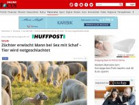 Bild zum Artikel: Panorama - Polizei Bayern: Züchter erwischt Mann bei Sex mit Schaf – Tier wird notgeschlachtet