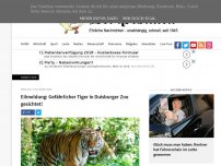 Bild zum Artikel: Eilmeldung: Gefährlicher Tiger in Duisburger Zoo gesichtet!