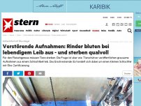 Bild zum Artikel: Schlachthof mit Öko-Siegel: Verstörende Aufnahmen: Rinder bluten bei lebendigem Leib aus - und sterben qualvoll