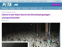 Bild zum Artikel: Das traurige Leben der Gänse