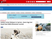 Bild zum Artikel: Unzertrennliche Freunde - Soldat rettet Welpen bei Explosion in Syrien– dann legt der Hund fast 5000 Kilometer zurück