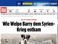 Bild zum Artikel: Das ist wahre Tierliebe - Wie Welpe Barry dem Syrien-Krieg entkam