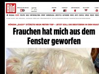 Bild zum Artikel: Besitzerin soll in den Knast - Frauchen hat mich aus dem Fenster geworfen