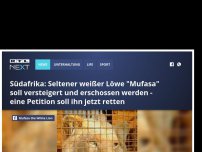 Bild zum Artikel: Südafrika: Seltener weißer Löwe 'Mufasa' soll versteigert und erschossen werden - eine Petition soll ihn jetzt retten