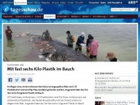 Bild zum Artikel: Wal mit fast sechs Kilo Plastik im Bauch gestrandet