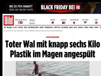 Bild zum Artikel: Indonesien - Toter Wal mit sechs Kilo Plastik im Magen angespült