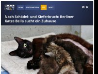 Bild zum Artikel: Nach Schädel- und Kieferbruch: Berliner Katze Bella sucht ein Zuhause