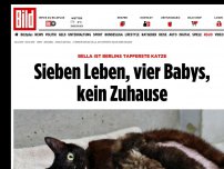 Bild zum Artikel: Berlins tapferste Katze - Sieben Leben, vier Babys, kein Zuhause