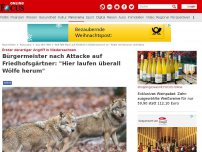 Bild zum Artikel: Erster derartiger Angriff in Niedersachsen - Wolf fällt Mann auf Friedhof an - Rudel beobachtet Attacke