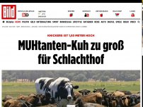 Bild zum Artikel: Knickers ist 1,93 Meter hoch - MUHtanten-Kuh zu groß für Schlachthof