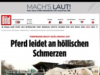 Bild zum Artikel: Tierfreund deckt Pferde-Drama auf - Gaul leidet an höllischen Schmerzen