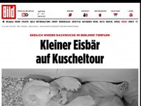 Bild zum Artikel: Mini-Nachwuchs - Eisbärbaby in Berliner Tierpark geboren