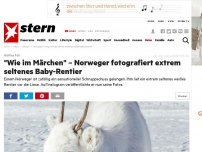Bild zum Artikel: Weißes Fell: 'Wie im Märchen' – Norweger fotografiert extrem seltenes Baby-Rentier