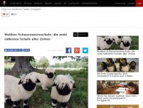 Bild zum Artikel: Walliser Schwarznasenschafe sind die wohl süßesten Schafe aller Zeiten