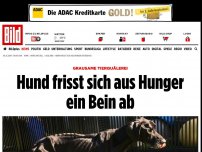 Bild zum Artikel: Besitzer verhaftet! - Hund frisst sich aus Hunger ein Bein ab