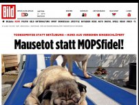 Bild zum Artikel: Todesspritze statt Betäubung - Mops aus Versehen eingeschläfert