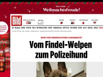 Bild zum Artikel: Weihnachten 2016 ausgesetzt - Vom Findel-Welpen zum Polizeihund